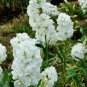 Matthiola Incana, Hoary Stock Seed 500 PCS, Tenweeks Stock Ziluolan