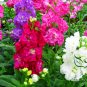 Matthiola Incana, Hoary Stock Seed 500 PCS, Tenweeks Stock Ziluolan
