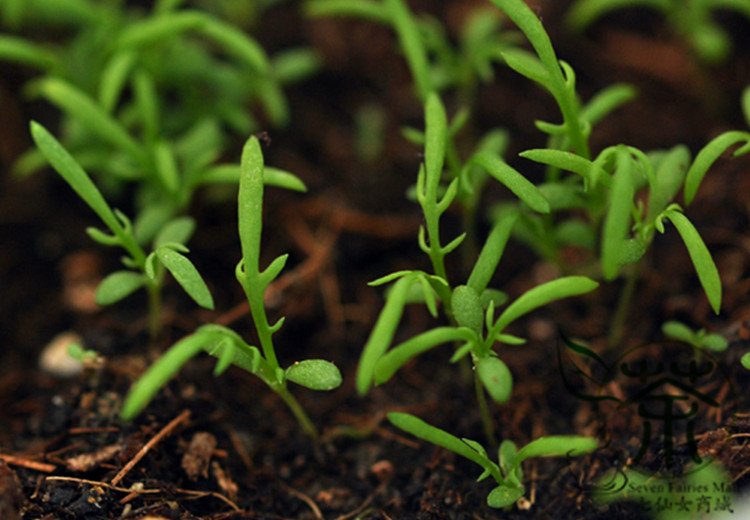 Matricaria Chamomilla, German Chamomile Seed 2000 PCS, Yangganju