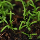 Matricaria Chamomilla, German Chamomile Seed 2000 PCS, Yangganju