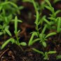 Matricaria Chamomilla, German Chamomile Seed 2000 PCS, Yangganju