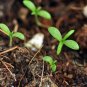 Matricaria Chamomilla, German Chamomile Seed 2000 PCS, Yangganju