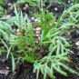 Matricaria Chamomilla, German Chamomile Seed 2000 PCS, Yangganju