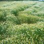 Matricaria Chamomilla, German Chamomile Seed 2000 PCS, Yangganju