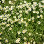 Matricaria Chamomilla, German Chamomile Seed 2000 PCS, Yangganju