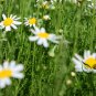 Matricaria Chamomilla, German Chamomile Seed 2000 PCS, Yangganju
