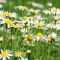 Matricaria Chamomilla, German Chamomile Seed 2000 PCS, Yangganju