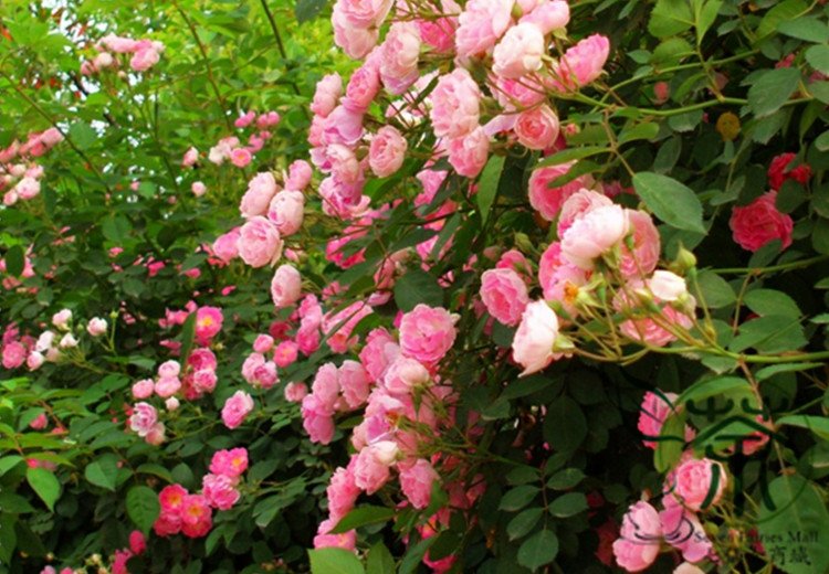 Many-flowered Rose, Rosa Multiflora Seed 2000 PCS, Rosa Polyantha Ye Qiang Wei