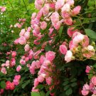 Many-flowered Rose, Rosa Multiflora Seed 2000 PCS, Rosa Polyantha Ye Qiang Wei