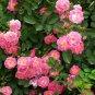 Many-flowered Rose, Rosa Multiflora Seed 2000 PCS, Rosa Polyantha Ye Qiang Wei