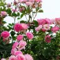 Many-flowered Rose, Rosa Multiflora Seed 2000 PCS, Rosa Polyantha Ye Qiang Wei