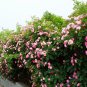 Many-flowered Rose, Rosa Multiflora Seed 2000 PCS, Rosa Polyantha Ye Qiang Wei