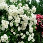 Many-flowered Rose, Rosa Multiflora Seed 2000 PCS, Rosa Polyantha Ye Qiang Wei