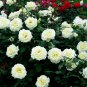 Many-flowered Rose, Rosa Multiflora Seed 2000 PCS, Rosa Polyantha Ye Qiang Wei