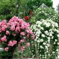 Many-flowered Rose, Rosa Multiflora Seed 2000 PCS, Rosa Polyantha Ye Qiang Wei