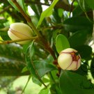 Magnolia Figo, Michelia Figo Seed 300 PCS, Banana Shrub Hanxiao Hua