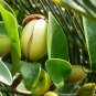 Magnolia Figo, Michelia Figo Seed 300 PCS, Banana Shrub Hanxiao Hua