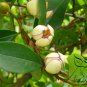 Magnolia Figo, Michelia Figo Seed 300 PCS, Banana Shrub Hanxiao Hua