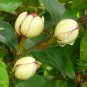 Magnolia Figo, Michelia Figo Seed 300 PCS, Banana Shrub Hanxiao Hua