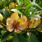 Magnolia Figo, Michelia Figo Seed 300 PCS, Banana Shrub Hanxiao Hua