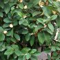 Magnolia Figo, Michelia Figo Seed 300 PCS, Banana Shrub Hanxiao Hua