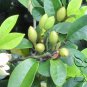 Magnolia Figo, Michelia Figo Seed 300 PCS, Banana Shrub Hanxiao Hua
