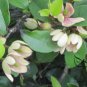 Magnolia Figo, Michelia Figo Seed 300 PCS, Banana Shrub Hanxiao Hua