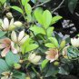 Magnolia Figo, Michelia Figo Seed 300 PCS, Banana Shrub Hanxiao Hua