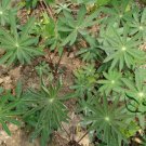 Lupinus Polyphyllus, Large-leaved Lupine Seed 500 PCS, Yushan Dou