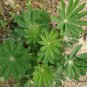 Lupinus Polyphyllus, Large-leaved Lupine Seed 500 PCS, Yushan Dou