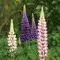 Lupinus Polyphyllus, Large-leaved Lupine Seed 500 PCS, Yushan Dou