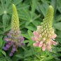 Lupinus Polyphyllus, Large-leaved Lupine Seed 500 PCS, Yushan Dou