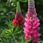 Lupinus Polyphyllus, Large-leaved Lupine Seed 500 PCS, Yushan Dou