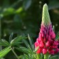 Lupinus Polyphyllus, Large-leaved Lupine Seed 500 PCS, Yushan Dou