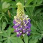 Lupinus Polyphyllus, Large-leaved Lupine Seed 500 PCS, Yushan Dou