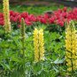 Lupinus Polyphyllus, Large-leaved Lupine Seed 500 PCS, Yushan Dou