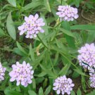 Lobularia Maritima, Sweet Alyssum Seed 2000 PCS, Sweet Alison Xiangxue Qiu