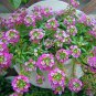Lobularia Maritima, Sweet Alyssum Seed 2000 PCS, Sweet Alison Xiangxue Qiu