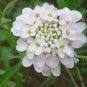 Lobularia Maritima, Sweet Alyssum Seed 2000 PCS, Sweet Alison Xiangxue Qiu