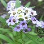 Lobularia Maritima, Sweet Alyssum Seed 2000 PCS, Sweet Alison Xiangxue Qiu