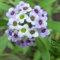 Lobularia Maritima, Sweet Alyssum Seed 2000 PCS, Sweet Alison Xiangxue Qiu