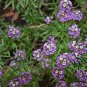 Lobularia Maritima, Sweet Alyssum Seed 2000 PCS, Sweet Alison Xiangxue Qiu