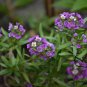 Lobularia Maritima, Sweet Alyssum Seed 2000 PCS, Sweet Alison Xiangxue Qiu