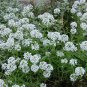 Lobularia Maritima, Sweet Alyssum Seed 2000 PCS, Sweet Alison Xiangxue Qiu