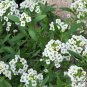 Lobularia Maritima, Sweet Alyssum Seed 2000 PCS, Sweet Alison Xiangxue Qiu