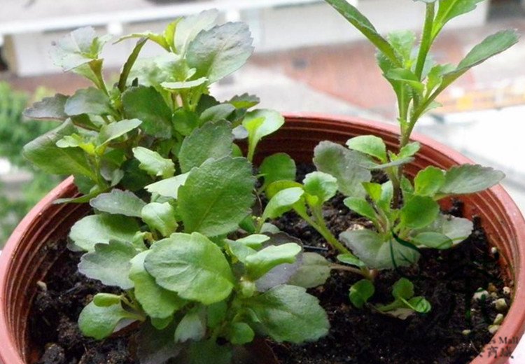 Lobelia Erinus, Edging Lobelia Seed 2000 PCS, Cui Dei Hua
