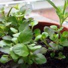Lobelia Erinus, Edging Lobelia Seed 2000 PCS, Cui Dei Hua