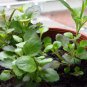 Lobelia Erinus, Edging Lobelia Seed 2000 PCS, Cui Dei Hua