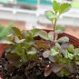 Lobelia Erinus, Edging Lobelia Seed 2000 PCS, Cui Dei Hua