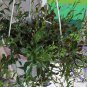 Lobelia Erinus, Edging Lobelia Seed 2000 PCS, Cui Dei Hua